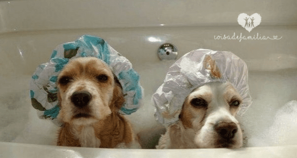 Xampu Seco Para Cães - Faça Você Mesmo - Blog Coisa de Familia